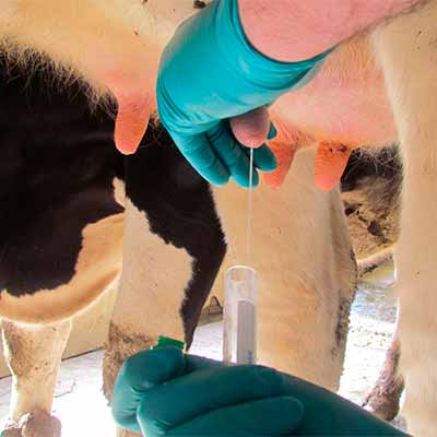 Mans amb uns gunts verds treient llet d'una vaca i posant-la en un tub d'assaig.